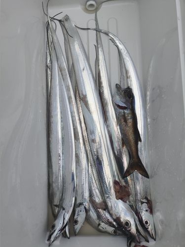 タチウオの釣果