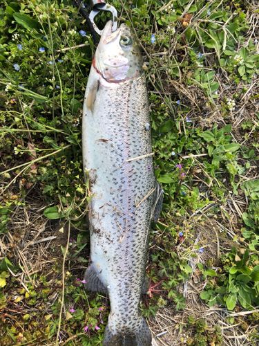 ニジマスの釣果