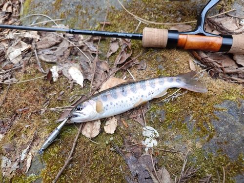 ヤマメの釣果