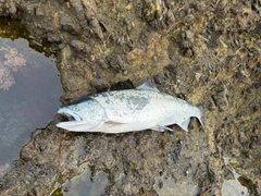 サクラマスの釣果