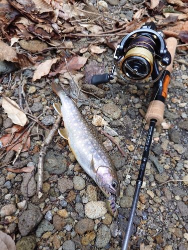 イワナの釣果