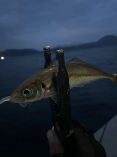 アオアジの釣果
