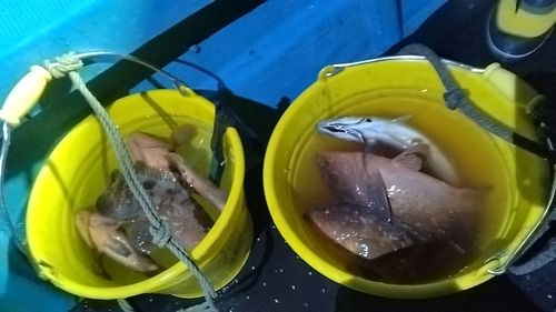 キジハタの釣果