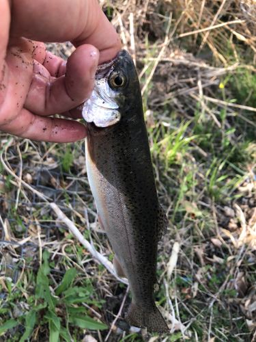 ニジマスの釣果