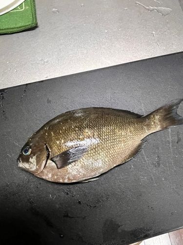グレの釣果