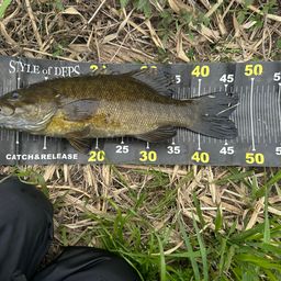 スモールマウスバス