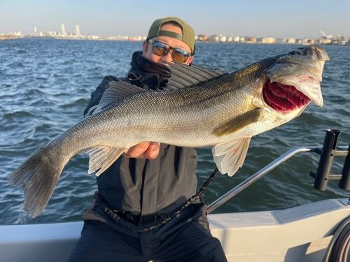 シーバスの釣果