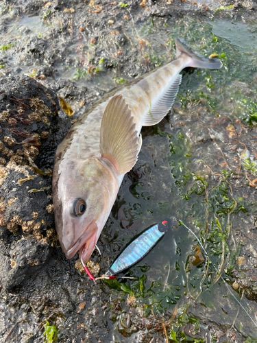 ホッケの釣果