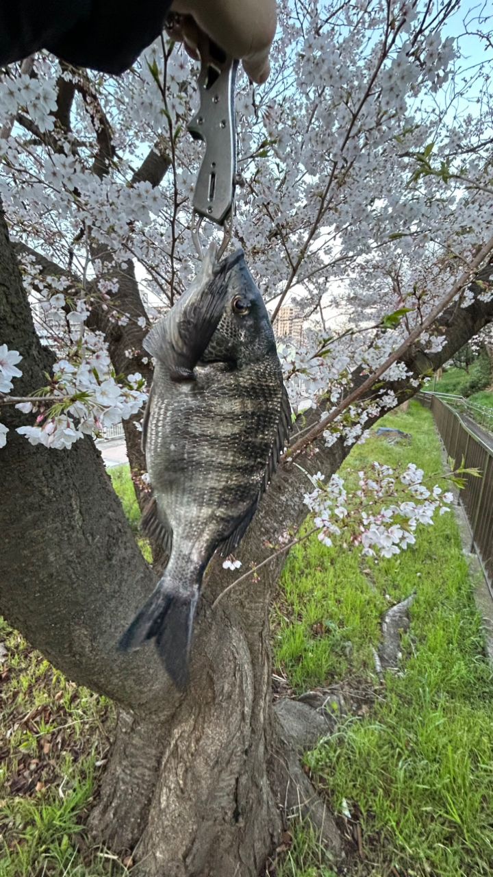 クロダイ