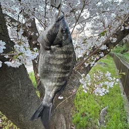 クロダイ