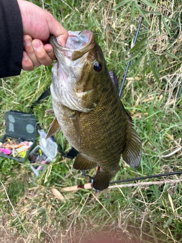 スモールマウスバスの釣果