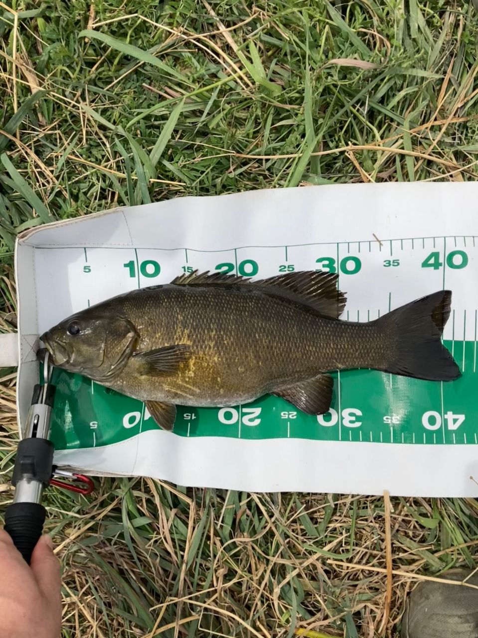 スモールマウスバス