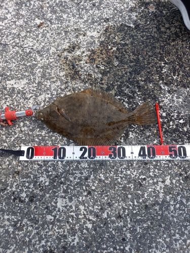カレイの釣果