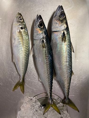 マルアジの釣果