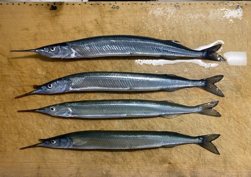 サヨリの釣果