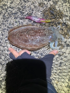 コウイカの釣果
