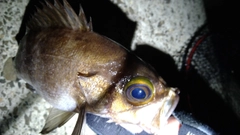 シロメバルの釣果