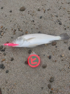 ニベの釣果