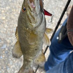 スモールマウスバス