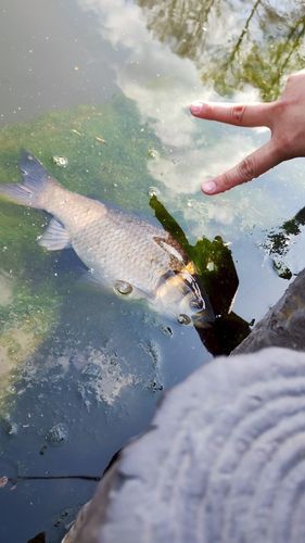 ヘラブナの釣果