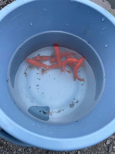 キンギョの釣果