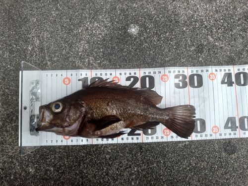 クロメバルの釣果