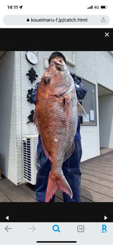 マダイの釣果