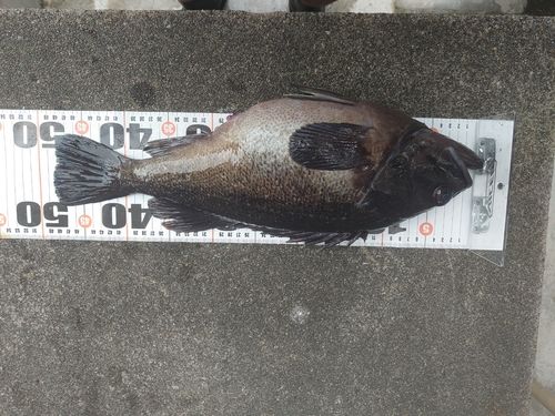 クロソイの釣果