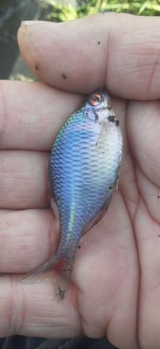 タイリクバラタナゴの釣果