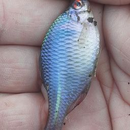 タイリクバラタナゴ