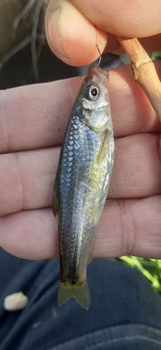 モロコの釣果