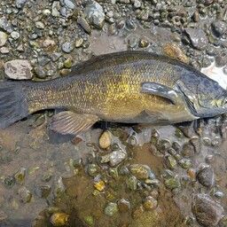 スモールマウスバス