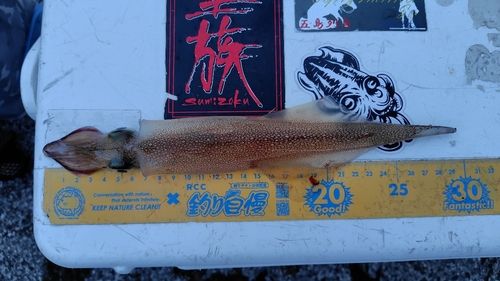 ササイカの釣果