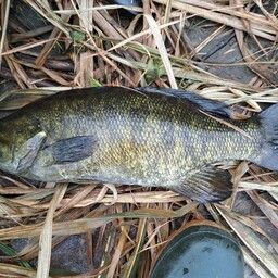 スモールマウスバス