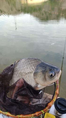 ヘラブナの釣果