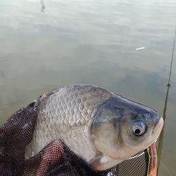 ヘラブナ