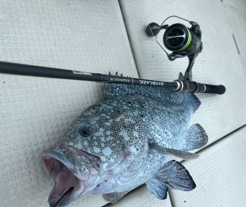 ツチホゼリの釣果