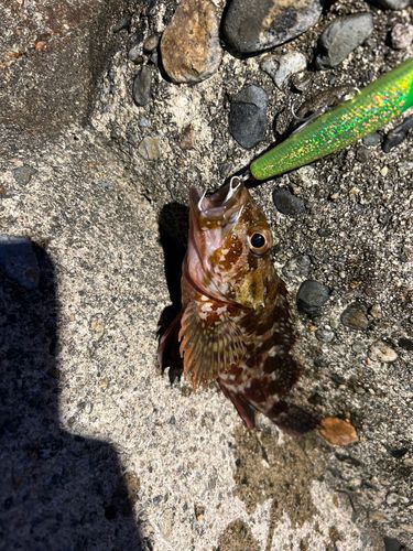 カサゴの釣果