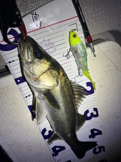 シーバスの釣果