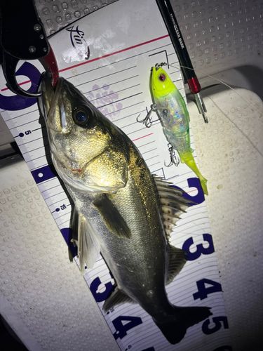 シーバスの釣果