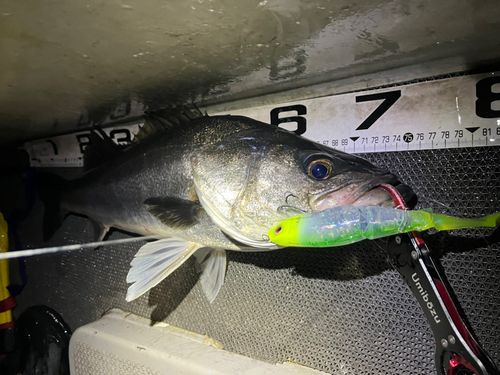 シーバスの釣果