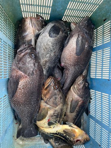 ソイの釣果