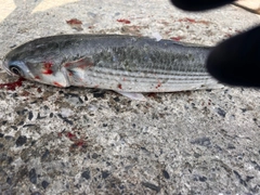 ボラの釣果