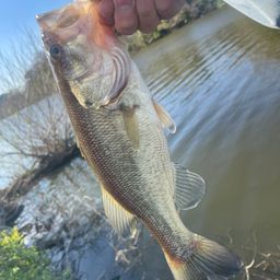 ラージマウスバス