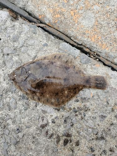カレイの釣果