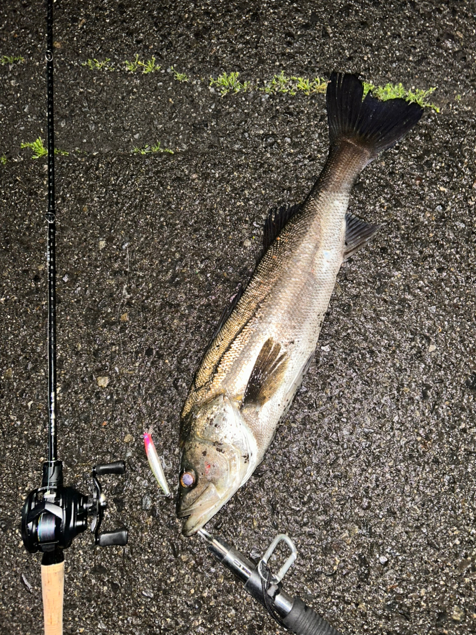 DAIWA 21ブレイゾン C68L-2・BFの最安値・インプレ・釣果 | 本音