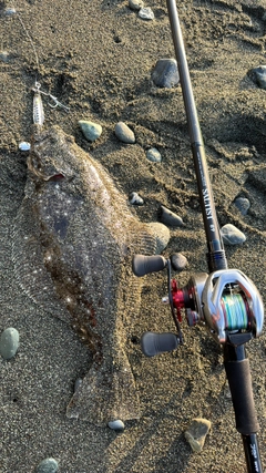ヒラメの釣果