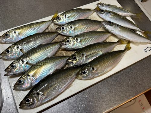 アジの釣果