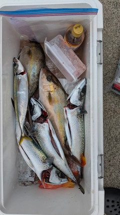 ヒレナガカンパチの釣果