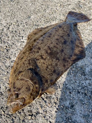ヒラメの釣果